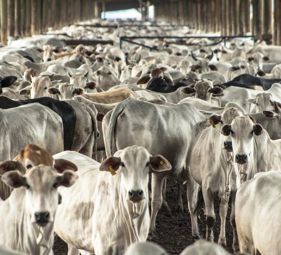 Irish MEP claims Brazil underreports antibiotic use in livestock
