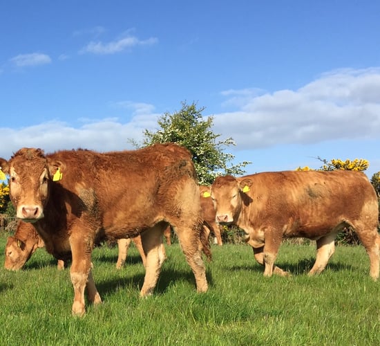 How much is the latest beef agreement worth to farmers?