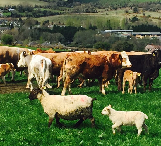Pics: Making the best use of grass on a 'difficult' suckler and sheep farm