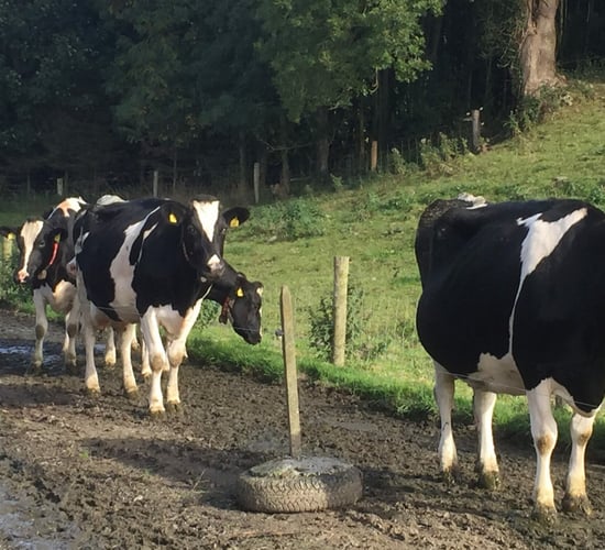 Why prevention is key when it comes to lameness