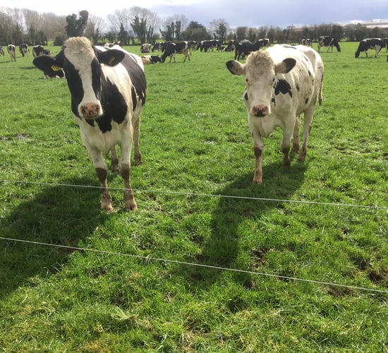 Setting up water troughs? Cows may drink more than you think