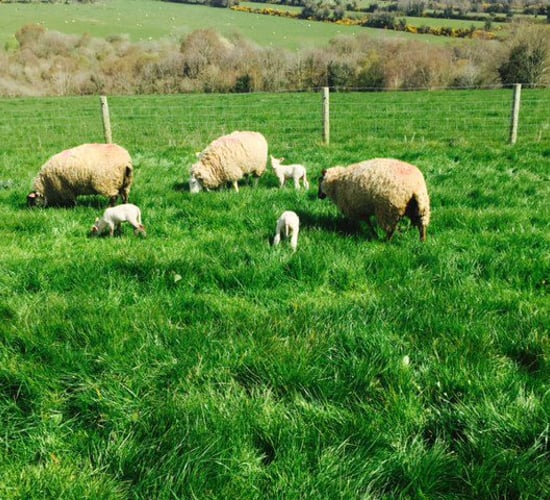 Farmer's view: Managing yearling ewes pre-lambing and post-lambing
