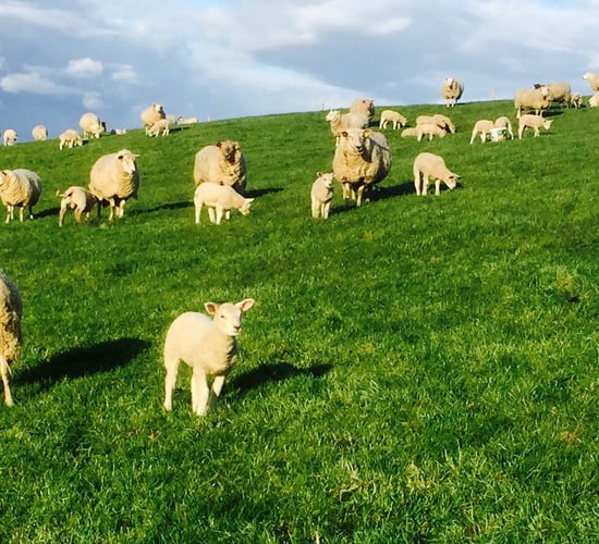 'Lyme disease cost me my flock of ewes': Farmer raising awareness