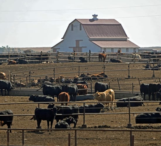 Volume of Australian beef in Europe up 13% this year