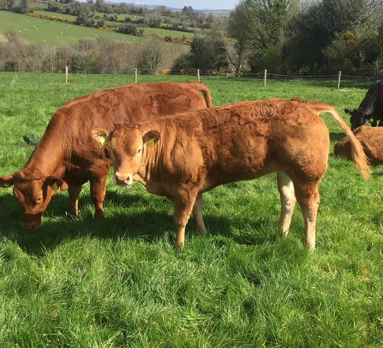 Irish heifer prices the fifth highest in the EU