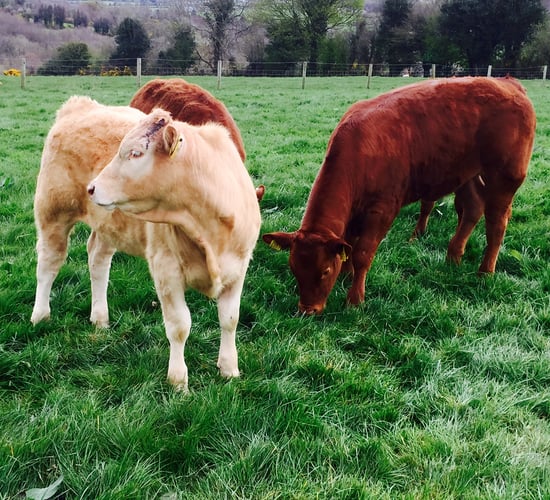 Are my heifers heavy enough for breeding?
