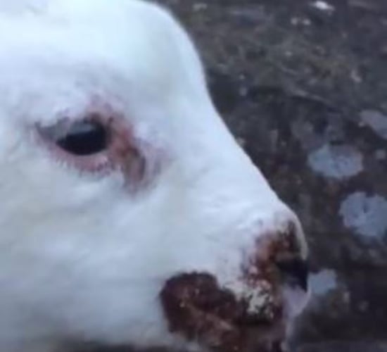 Agriland Vet: Dealing with Orf - the sheep farmer's nightmare