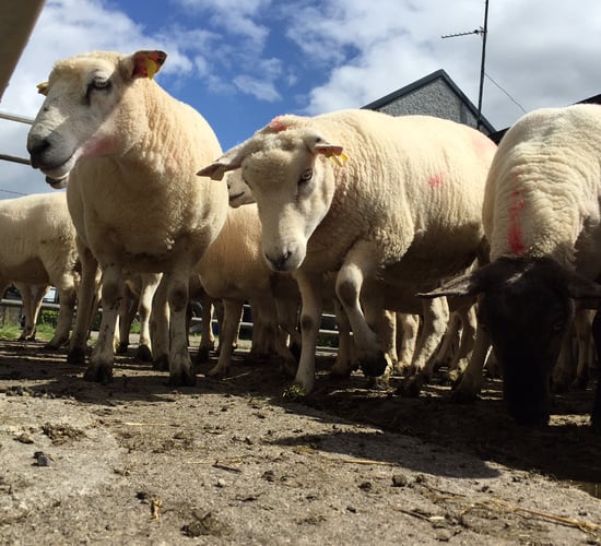 5 reasons why farmers need to dip sheep