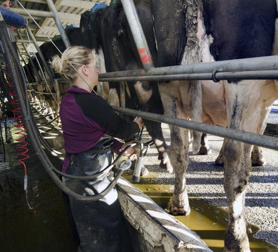 FrieslandCampina holds milk price for June supplies of milk