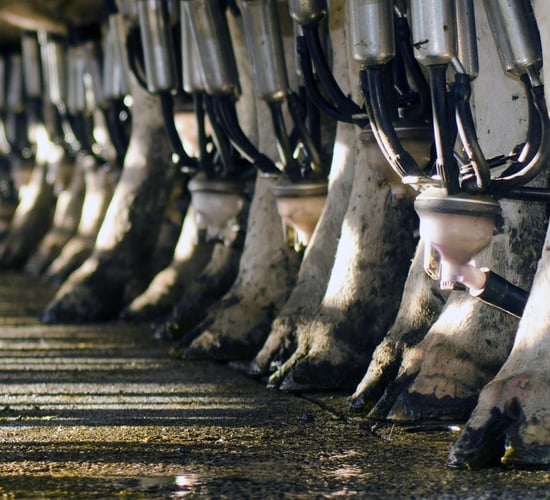 'Complete confidence' in Tipperary Co-op following salmonella isolation
