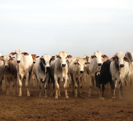 China and Chile ban Brazilian beef imports for now, following producer scandal