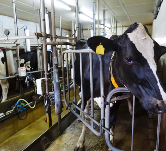 Opinion: Do we need a formula driven milk price?