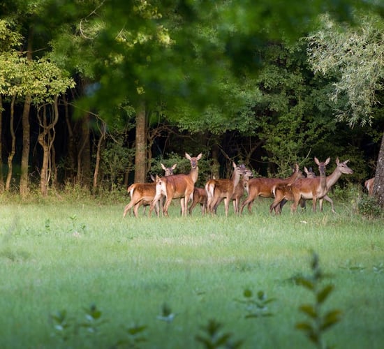 Shooting of Red deer in Kerry a 'blatant abuse of Ireland's heritage'