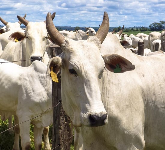 Individual Farmers of Ireland calls for Mercosur deal to be scrapped