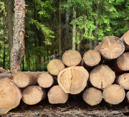 Could this new tool help maximise returns for forest owners?