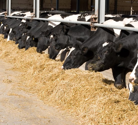 It's a surreal experience, like the day after a funeral - Peter Kingston on the sale of his 950-cow herd