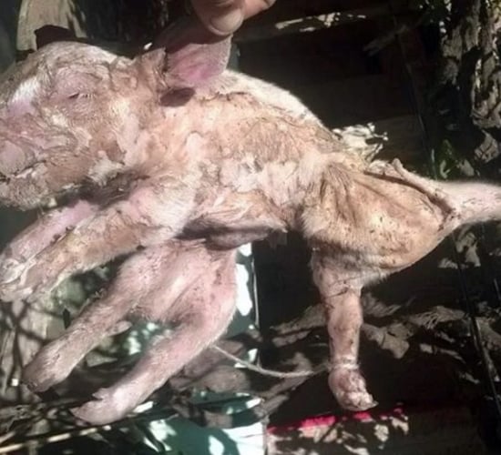 'Spiderpig' born in South America as sow has piglet with 8 legs