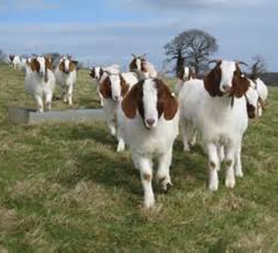 'You can make a living off goats from 40 or 50 acres'