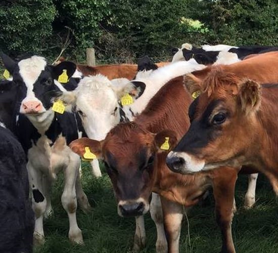 One injection will solve all your worm problems this spring