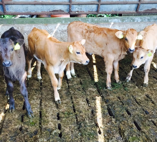BVD tagging to remain compulsory in 2017 - Other programme details revealed
