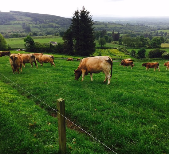 Research update: How has timed AI fared on suckler cows?