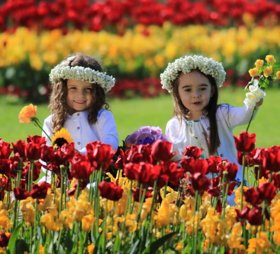 1916, Tarzan and mental health-themed gardens to feature at Bloom