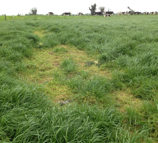 'Chickweed can completely smother out grass if not controlled in time'