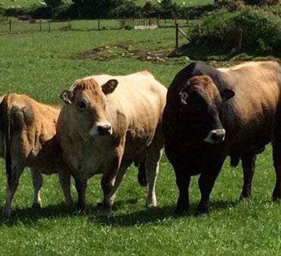 Experience first hand what Aubrac genetics can do for the beef herd