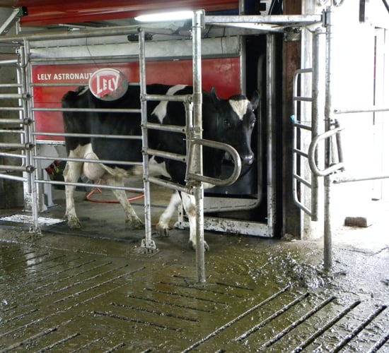Pics and video: Using milking robots to bridge the gap between two farms
