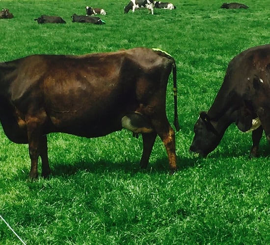 Farmers turn to a different feed armoury as grass growth dips