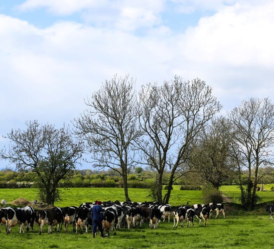 Invest in worm control to promote productivity in the dairy herd.