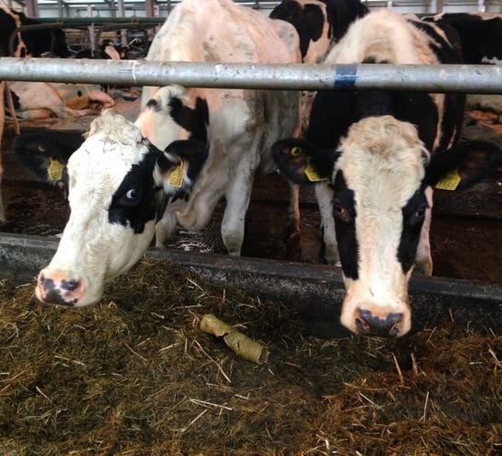 'Fall in EU milk price causing increase in the number of cows sent to slaughter'