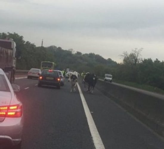 Moo-ve it: Three cows cause traffic chaos on the M1