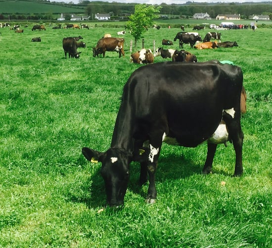 Aurivo sets price for September milk supplies