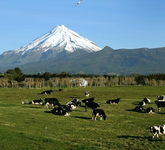 New Zealand farm assistants wanted plus other agri-jobs