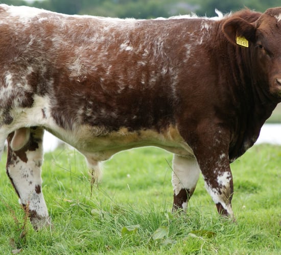 ICBF Gene Ireland bulls 'to tackle falling maternal traits in the suckler herd'