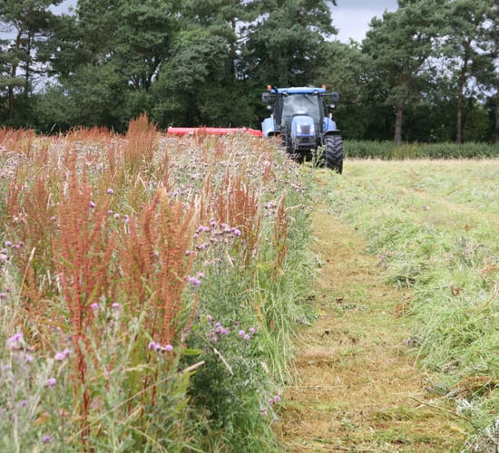 Rat's-tail fescue - another grass weed we don’t need