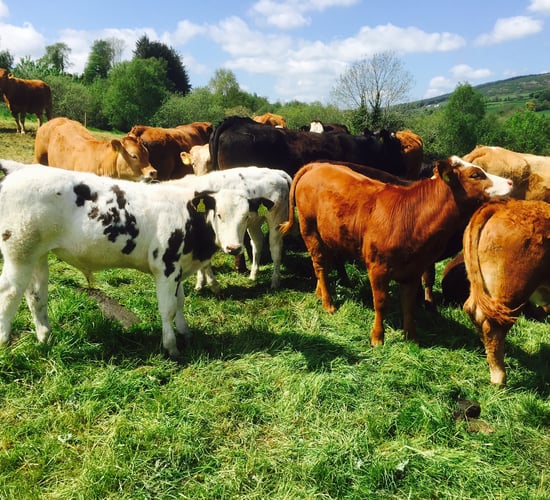 Beef cattle numbers remain tight as grass cattle are slow to come on stream