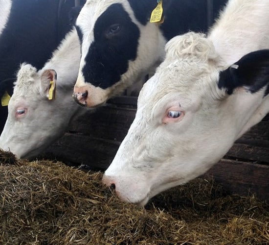 Leave nothing to chance with the rest of this year’s silage