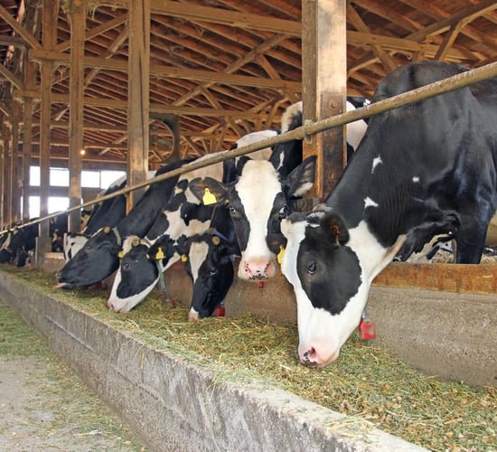 Canadian government to compensate dairy farmers for EU trade deal