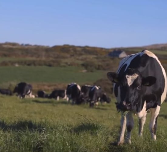 Dairy farmers to stage protest in Brussels later this month