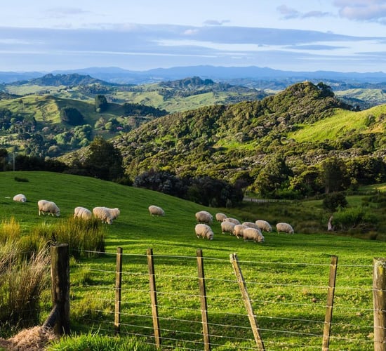 Exports of New Zealand lamb to the US continue to grow