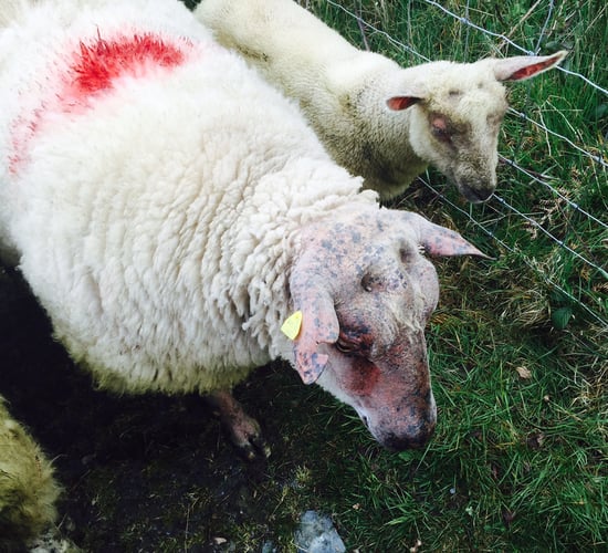 Little movement in lamb price as factories expect stronger supplies this week