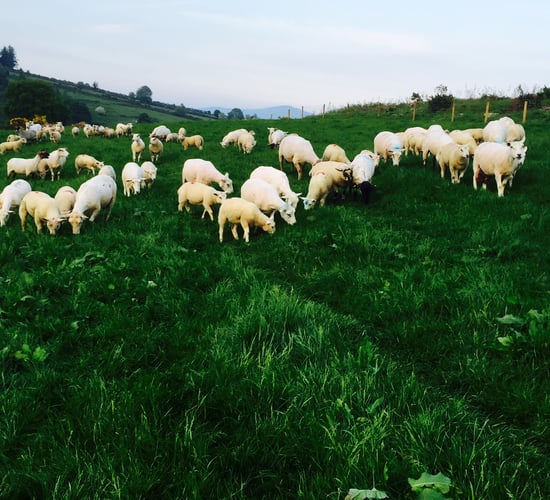 How much does blowfly strike cost sheep farmers?