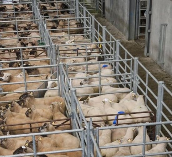 Census shows breeding ewe numbers are up 3% on 2014 levels