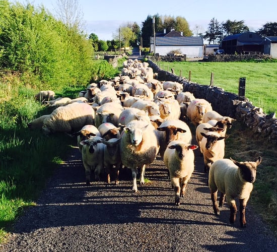 New €25m sheep scheme still not submitted to Europe for approval