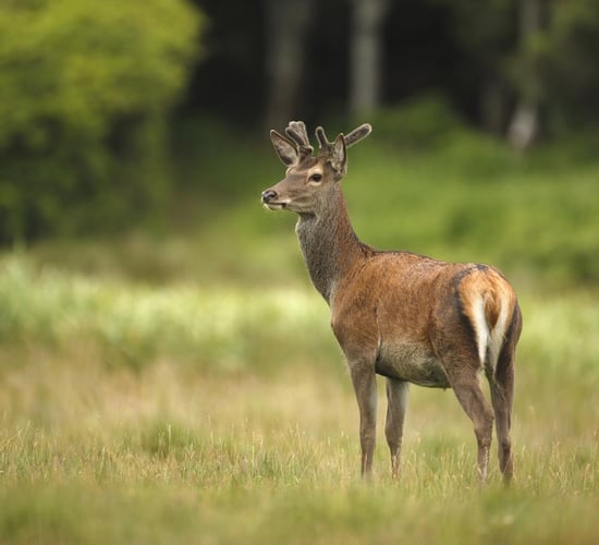 First-time applicants for deer hunting licences may have to undergo training