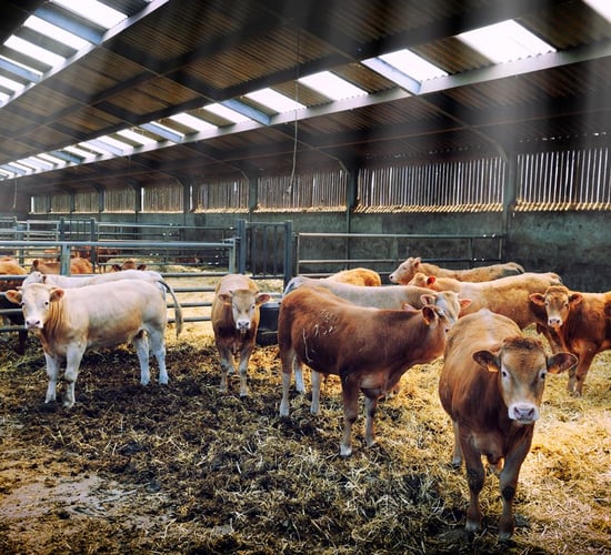Factories issue warning on beef prices due to 'challenging markets'