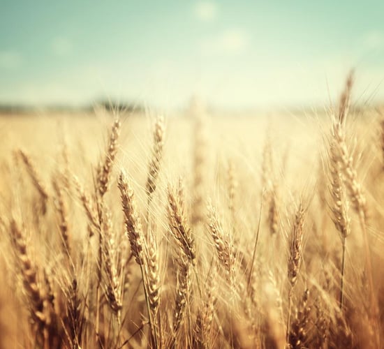 UK Government guarantees farm subsidies until 2020