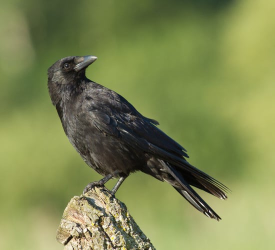 Graphic: Crows attack lamb - while being born in a shed